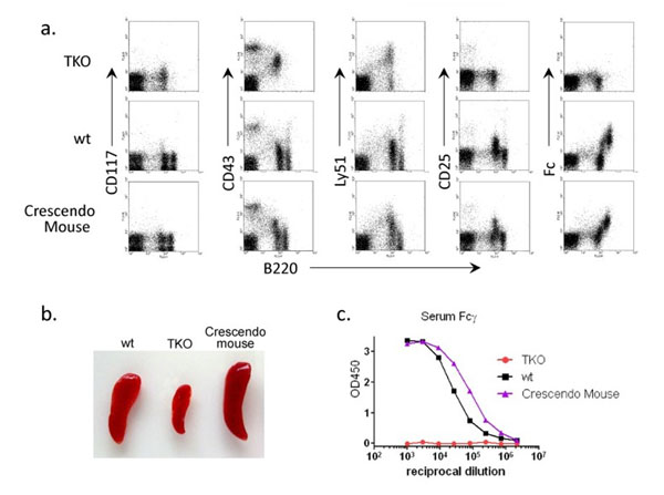 Flow Cytometry using Rat IgG Fc